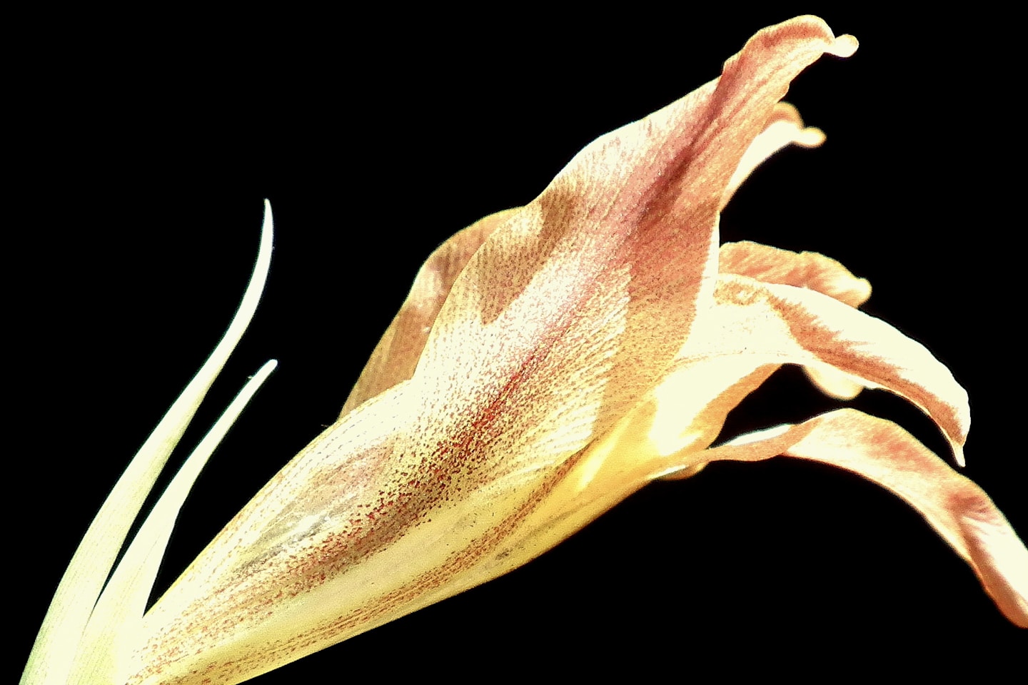a close up of a flower on a black background