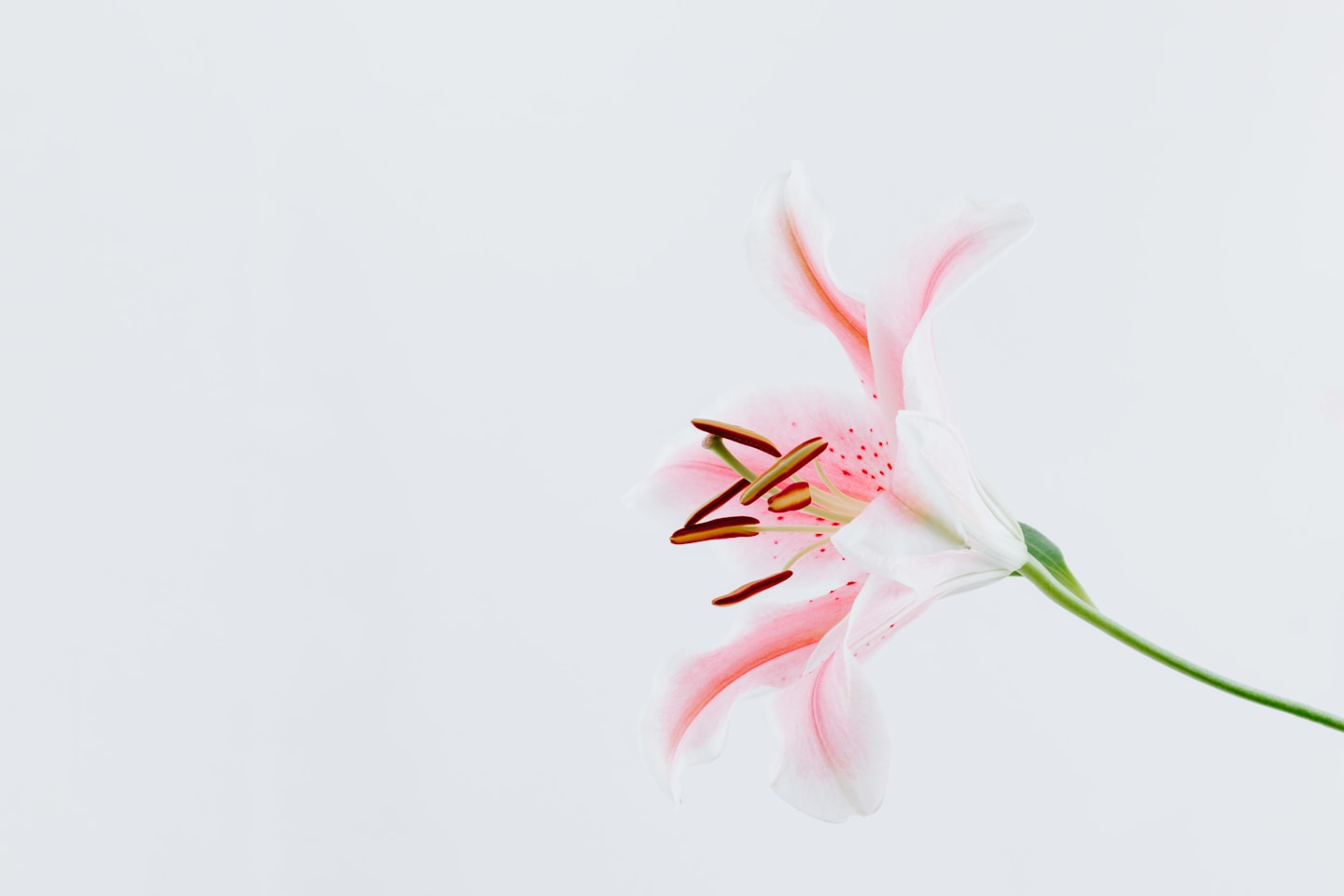 Lily